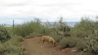 Simba Aryeh Hiking in the Sonoran Desert During Monsoon Season (Part 2)