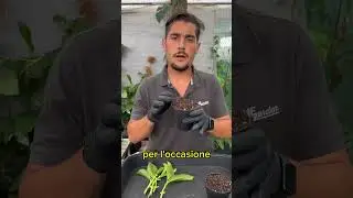 Ortensia - come ottenere delle talee