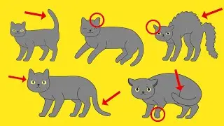 Объяснение языка тела кошек