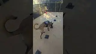 K9 Nala searching for HRD Scent
