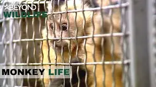 S2E18 | Rescuing 88 Capuchin Monkeys | Monkey Life | Beyond Wildlife