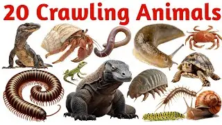 Learn 20 Crawling Animals Names with Pictures and Sounds for Kids