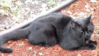 Cat being a pussy!