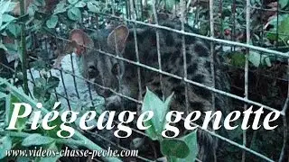 Pi&eacute;geage genette