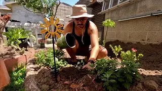 Xeriscaping : Replanting my garden for better water retention | maximize efficiency for SoCal soil