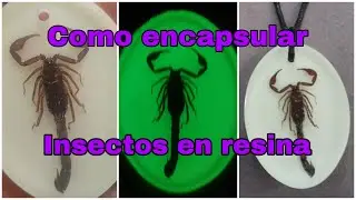Tutorial como encapsular insectos en resina con pigmento fotoluminicente.