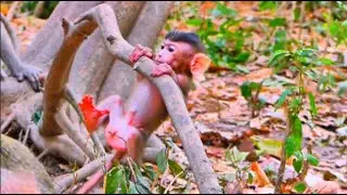 #monkeywild #grooming