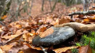Hygrophorus marzuolus 04/02/2026 (parte 1) entre hayas.