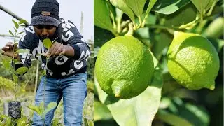 Lemon Plant Nursery | Kolkata Pati Lemon Plants | Best Fruit Plant Nursery In Kolkata | #lemon