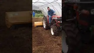 Klepelen van de tagetes in de tunnelkas door loonbedrijf Seelen met smalspoor tractor