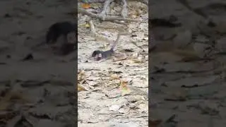 Baby monkey fall down with from tree