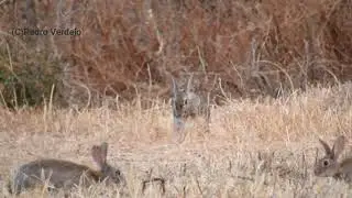 Oryctolagus cuniculus