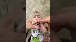 funny Video 🤣　part58 #monkey #babymonkey #funny #animals #cute #dj #remix #music #duet #aicover