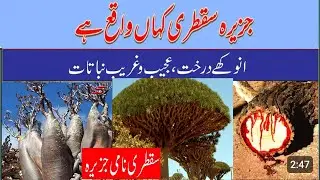 سقطری جزیرہ | سقطری جزیرہ |  Socotra  | Socotra history| #factism #bangladesh #history