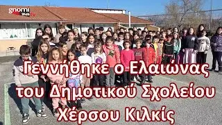 Γεννήθηκε ο Ελαιώνας του Δημοτικού Σχολείου Χέρσου Κιλκίς