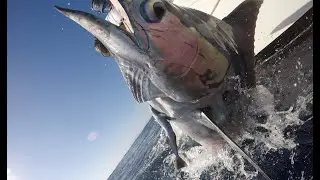 2025- Bisbee's Los Cabos Offshore on Hooked