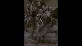 Efecto de sonido de cebra (franquicia Jumanji) 