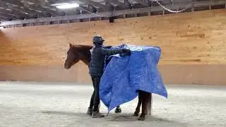 Playday with a horse, a tarp and a really loud truck (and it's 16 degrees).