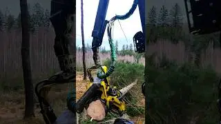 John Deere in Action: Clearing the Path for Young Forest Growth 🌳