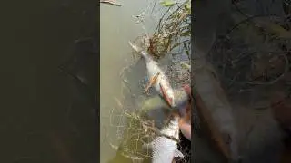 net se kitne sare machli mila🐠😳(043) hindi net fishing video || hindi village fishing video ||