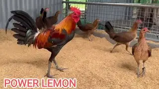 Rayboy Guinit Power Lemon - Big Farm Philippines Shape Chicken Coop Outdoor Breeding Pens