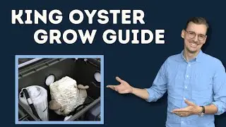 King Oyster Mushroom Harvest & Growing Guide (Temps, Tips & Fun Facts)