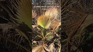 Mexican fan palm after cold and before next freeze