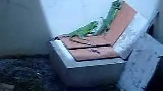 Two Iguana Living in my House - Esmeralda and Gilbert