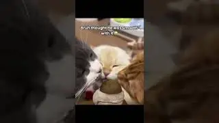 This Cat Thought He Was Slick&hellip; (Watch Till The End!) 😼💋 #Shorts