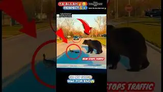 Respect FOR this BEAR🙏😍 #shorts #gooddeeds #animals #viral#trending