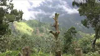 Jamaica Blue Mountain Coffee - A Short Documentary Shot On Location in Jamaica