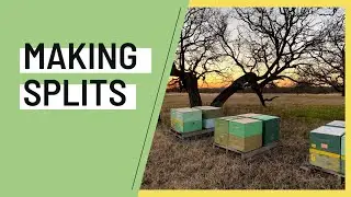 Making Splits - Techniques & Theory w/ Prime Bees Apiary