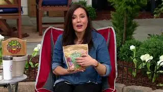 Roberta's 3-Piece Hardy Gerber Daisies Hot and Sweet Live Plants on QVC