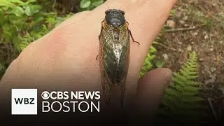 Cicadas emerge on Cape Cod after spending 17 years underground