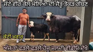 ਜੰਟੇ ਵੀਰ ਕੋਲ ਦੋ ਪਸ਼ੂਧੰਨ ਨੀਲੀ ਰਾਵੀ ਤੋਕੜ ਗੱਬਣ ਮੱਝ ਮਗਰ ਕੱਟੀ ਅੱਜ ਤਾਂ ਫੜਲੋ ਫੜਲੋ ਹੋਜੂ ਜਲਦੀ ਵੀਡੀਓ ਦੇਖੋ 3-1-