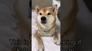 Shiba Tries His Best at Yoshi Impression, Ends Up in Tokyo