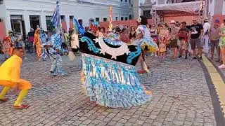 Boi Cara Branca no Encontro de Bois e Ursos no Pátio de São Pedro 2023