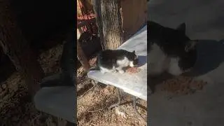Боб сражается? #кошачийстрана #дикиекошки #кошки