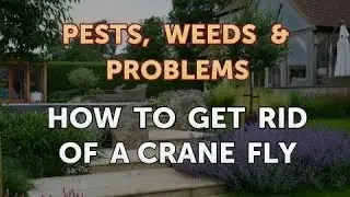 How to Get Rid of a Crane Fly