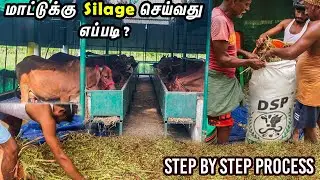 👌️‍🔥மாட்டுக்கு Silage செய்வது எப்படி? || DSP Silage Making Bag️‍🔥️‍🔥 | தமிழ்