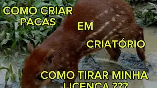 CRIANDO PACA EM CATIVEIRO E QUANTO CUSTA O KILO DA PACA