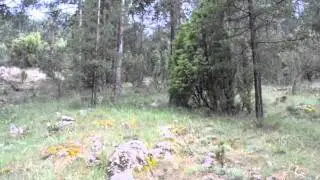 Voces de despu&eacute;s de la tormenta, en el bosque montano mediterr&aacute;neo.