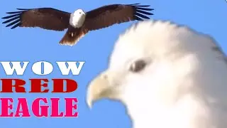 CUTE RED EAGLE SOARING:  OUTSTANDING BRAHMINY KITE (HALIASTUR INDUS) AKA RED-BACKED SEA-EAGLE