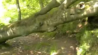 Ewden Beck & Broomhead Wood