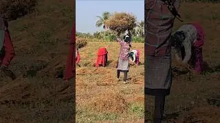 ખેડુત🧑&zwj;🌾 Farm Work 🌾 Indian Farmer 🔥#agriculture #satisfying #shot #farming #farmlife #farmerslife