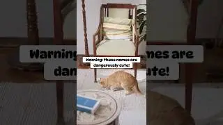 Top 10 Cutest Cat Names (Part 3) #cat #pets #cute #cutecat #shorts