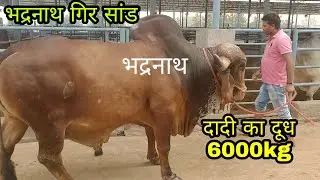Gir Bull Bhadhar