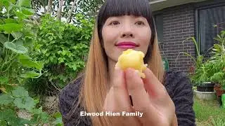 HARVEST AND EAT YELLOW CHERRY GUAVA IN HIEN'S GARDEN, ORGANIC FRUITS #9