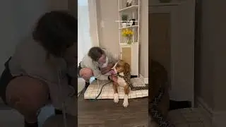 What to Bring on a Walk with Your Dog
