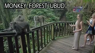 HUTAN MONYET TERBAIK DI UBUD, BALI ~ Bali Tourism